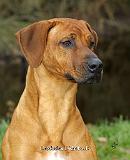 Rhodesian Ridgeback 9T020D-068